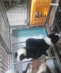 ϴ���迴���������