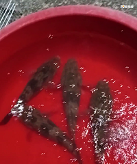 Ұ��������������㣬�������࣬����Ҫ����ϵ