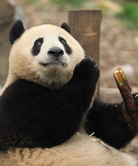 ���ݶ���԰ӭ����ֻ����è ���в�ӵ�¹��Կ�����~