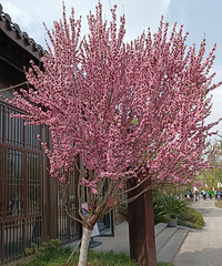 春天的桃花湖