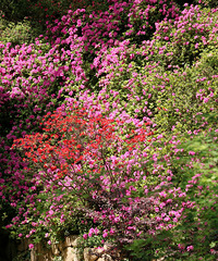 正是山花爛漫時(shí)