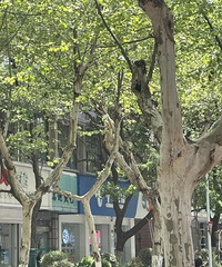杭州街头“大爆发”!网友:太难熬了,想想办法