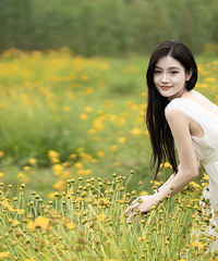盛開的野菊花