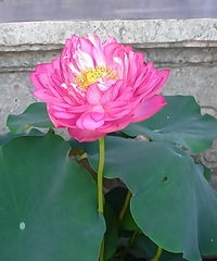 西湖荷蓮展