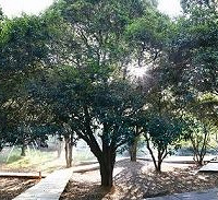 "抢大香林门票,赏史上最牛桂花"