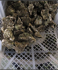"刚从海边岩石上撬下来的牡蛎"