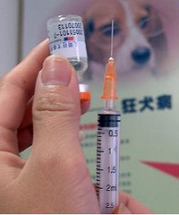 "江苏狂犬疫苗造假案曝光 如何鉴别真假狂犬疫苗"