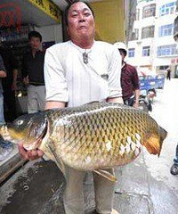 "54斤的大鲤鱼,鳞片和孩子手掌一样大"