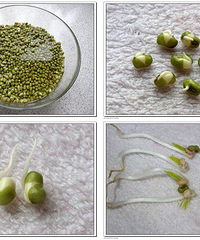 "【发豆芽比赛】莉莎发豆芽(二楼黄豆芽更新)"