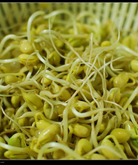 "【发豆芽比赛】——蜗牛也来发豆芽(第七天 完结篇)"