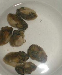 "补锌又补钙,宝宝爱吃的美味粥---牡蛎瑶柱瘦肉粥,有图有真相。
