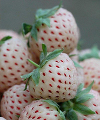 菠萝莓