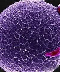 "准妈妈们,你们知道精子变胎儿过程吗?很神奇的呢"