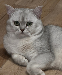 ����ι��ʲôè������èһֱ�����ϣ���Խ��Խ��