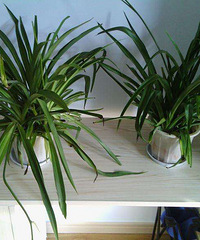 看看我家的植物们这样的情况 住着心寒啊