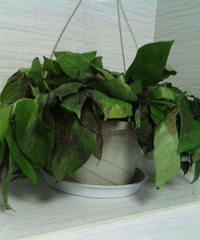 看看我家的植物们这样的情况 住着心寒啊