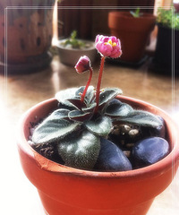 【宁馨儿的花园】总是那么美....