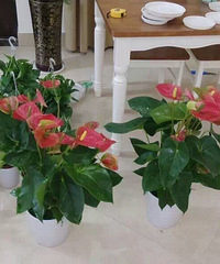 买了好多绿植进家 清单价格分享