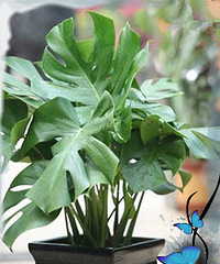 新家都养些啥植物呢!