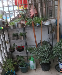 "【最美庭院/阳台】花草庭院阳台"