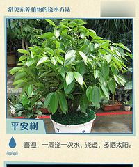 【实用帖】你知道家里平常种的花要多久才浇一次水吗?