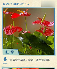 【实用帖】你知道家里平常种的花要多久才浇一次水吗?