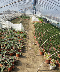 九堡附近发现绿色植物购物宝地 赶紧入手