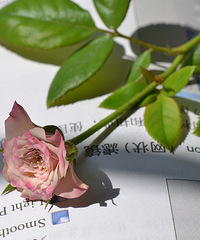 【我晒我家】+和尚的花园