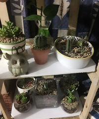 "自己动手 搭架子 种了多肉植物 求高人指点 养法 谢谢了 "