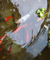 家里的鱼池这么换水 简单实用