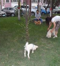 每天下班都不敢在小区遛狗 他们的做法太丧心病狂了