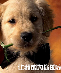 果然狗狗才是泡妞神器 隔壁的老王就因为养了条狗竟然
