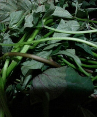 "把传统的红薯变成了优质高产叶菜。"