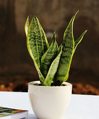 [������]��Щ���������������ˮ���ã�