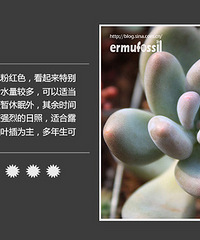"多肉植物的养护和室内风水禁忌"