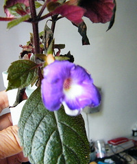 默默的金露花,飞鱼的扶桑,家庭花园的长筒花,月季也是花友分享的