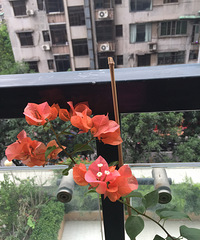 "怎样拒绝花花的诱惑,不再买花呢?(有很多花花图片)"