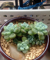 绿植新宠——野趣“雨林水陆缸”