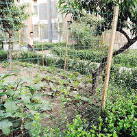 [�²�]�ϰֹ���������ũ���Ѫ 3.6wÿƽ�ĵؾ��������ֲ�