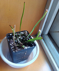 "等花架的桃花朵朵开,顺便打包N个盆换1盆兰花"