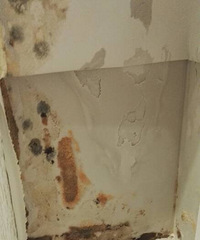 "新房地脚线上方墙纸墙体发霉怎么处理?"