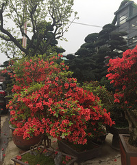 一花一世界 杭州花鸟市场攻略