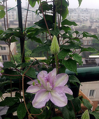所谓带了仙气的露台花园