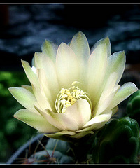 绯花玉花开