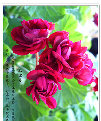 花开石蜡红
