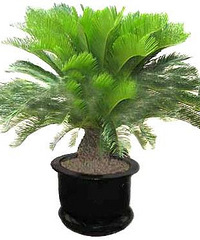 家居风水植物有哪些 家居植物摆放要注意什么