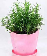 这些植物,随便养一盆在家,都能让你的家香喷喷