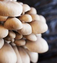 ������ϴ�˷���������Ĳ˸ɾ���һ���涼û�У�