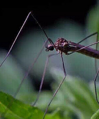 [����]�꼾���� ֻ��1�о��������󻼣�