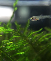 ��������ɼ� ��ҪDIY�������